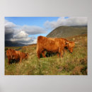 Pesquisar por vaca escocesa pósteres pôsteres Scotland