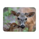 Pesquisar por stag imas Veado