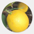 Pesquisar por pomar adesivos Amarelo