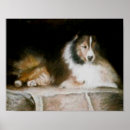 Pesquisar por sheltie pôsteres Cão