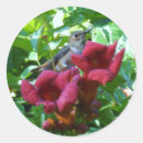 Pesquisar por colibri adesivos Animal