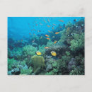 Pesquisar por recife de corais cartoes postais Sealife