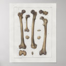 Pesquisar por pé anatomia artes pôsteres Médico