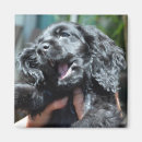 Pesquisar por de cocker spaniel imas Filhote de cachorro