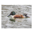 Pesquisar por patos selvagens pôsteres Lagoa