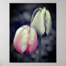 Pesquisar por tulipa preta pôsteres For her