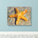 Pesquisar por starfish impressão de canvas Estrelas