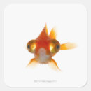 Pesquisar por peixes grandes adesivos Sealife