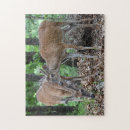 Pesquisar por cervos de whitetail Madeiras