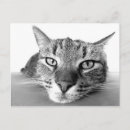 Pesquisar por refrigeração cartoes postais Gato