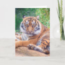 Pesquisar por predador cartoes Vida selvagem