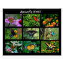 Pesquisar por butterflie pôsteres Natureza