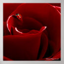 Pesquisar por ladybug pósteres pôsteres Qualquer pessoa