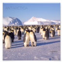 Pesquisar por a antártica Antártico