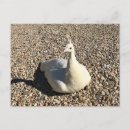 Pesquisar por pavão branco cartoes postais Animal