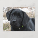 Pesquisar por preto labrador retriever de cartoes postais Cachorrinho