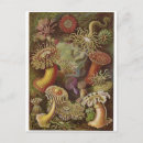 Pesquisar por haeckel de ernst cartoes postais Biologia