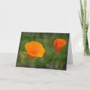 Pesquisar por california poppy cartoes Foto