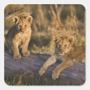 Pesquisar por masai adesivos Panthera leo