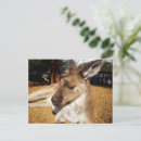 Pesquisar por canguru cartoes postais Animal