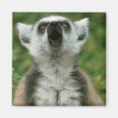 Pesquisar por lemur atado anel Animal