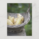 Pesquisar por food cartoes postais Photography