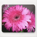 Pesquisar por gerbera cor de rosa Flor