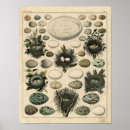 Pesquisar por numerado pôsteres Vintage