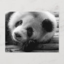 Pesquisar por panda preto e branco cartoes postais Urso