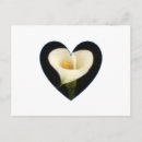Pesquisar por calla cartoes postais Lily