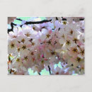Pesquisar por árvore de sakura cartoes Primavera