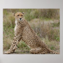 Pesquisar por serengeti pósteres pôsteres Horizontal