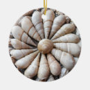 Pesquisar por seashells bonito Qualquer pessoa