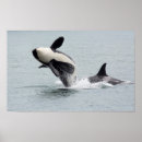Pesquisar por pulo fotografia Salto
