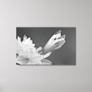 Pesquisar por borboleta preto e branco pósteres impressão de canvas Floral