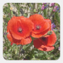 Pesquisar por população adesivos Papoila