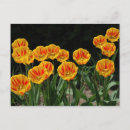 Pesquisar por tulipas vermelhas cartoes postais Jardinagem
