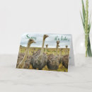 Pesquisar por avestruzes engraçadas cartoes Humor