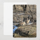 Pesquisar por aves aquáticas cartoes Fotografia da natureza