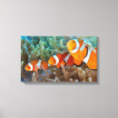 Pesquisar por peixes impressão de canvas Anêmona