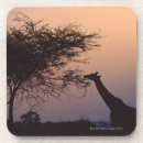 Pesquisar por girafa reticulated Kenya