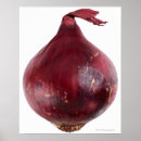 Pesquisar por cebolas pôsteres Vegetal