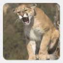 Pesquisar por mcdonalds adesivos Joe