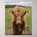 Pesquisar por gado das montanhas pósteres pôsteres Animal