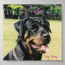 Pesquisar por rottweiler pósteres pôsteres Rottie