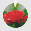 Pesquisar por orvalho ornamentos Flor