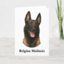 Pesquisar por malinois cartoes postais Animal