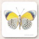 Pesquisar por animal copos bares Natureza