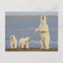 Pesquisar por filhote de urso polar cartoes postais Bebê