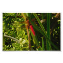Pesquisar por fotos da libélula Natureza